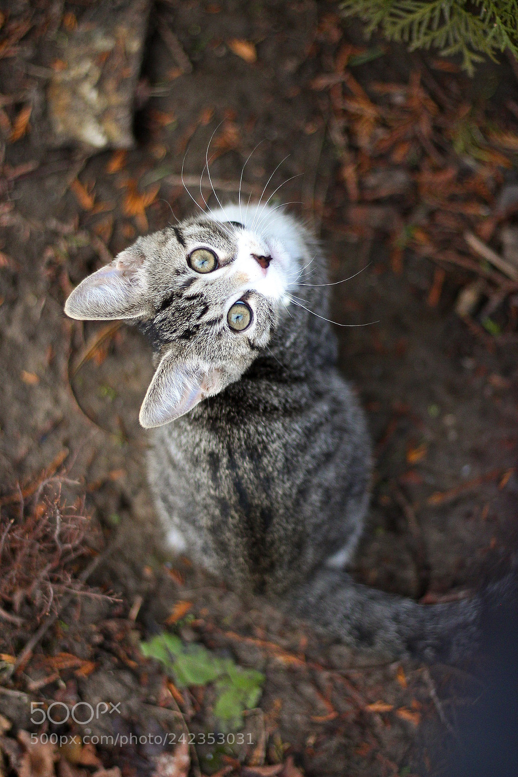 Canon EOS 650D (EOS Rebel T4i / EOS Kiss X6i) sample photo. Watching u photography