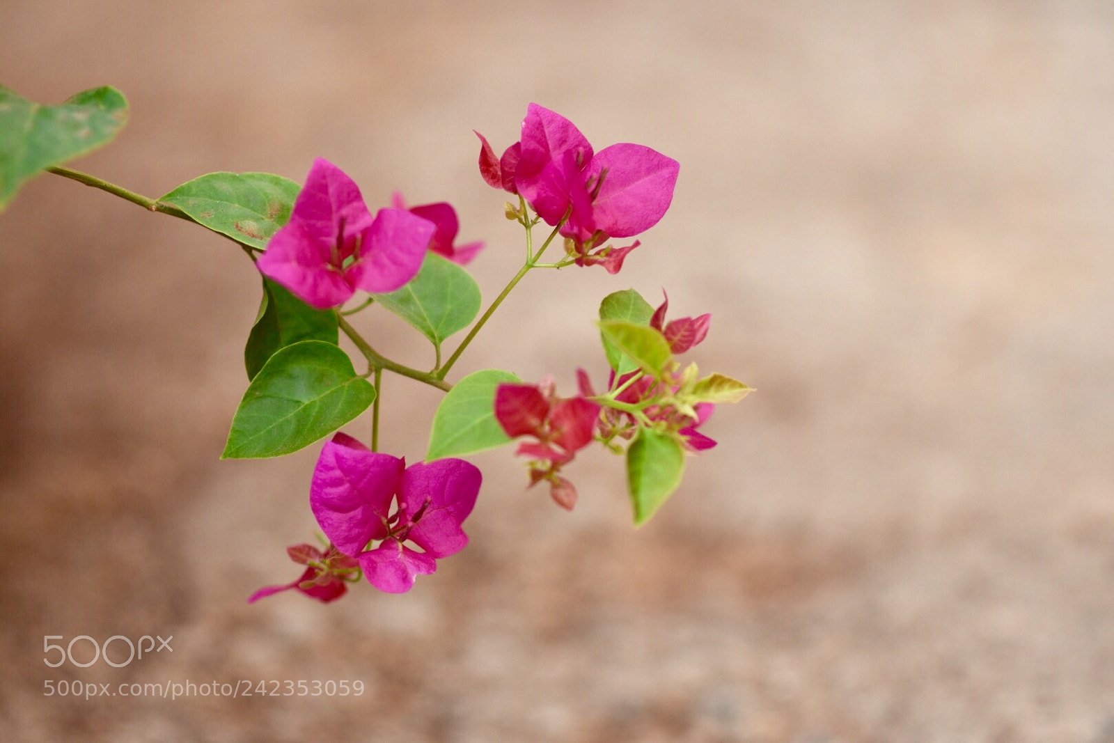 Nikon D7200 sample photo. Grow to bloom! photography