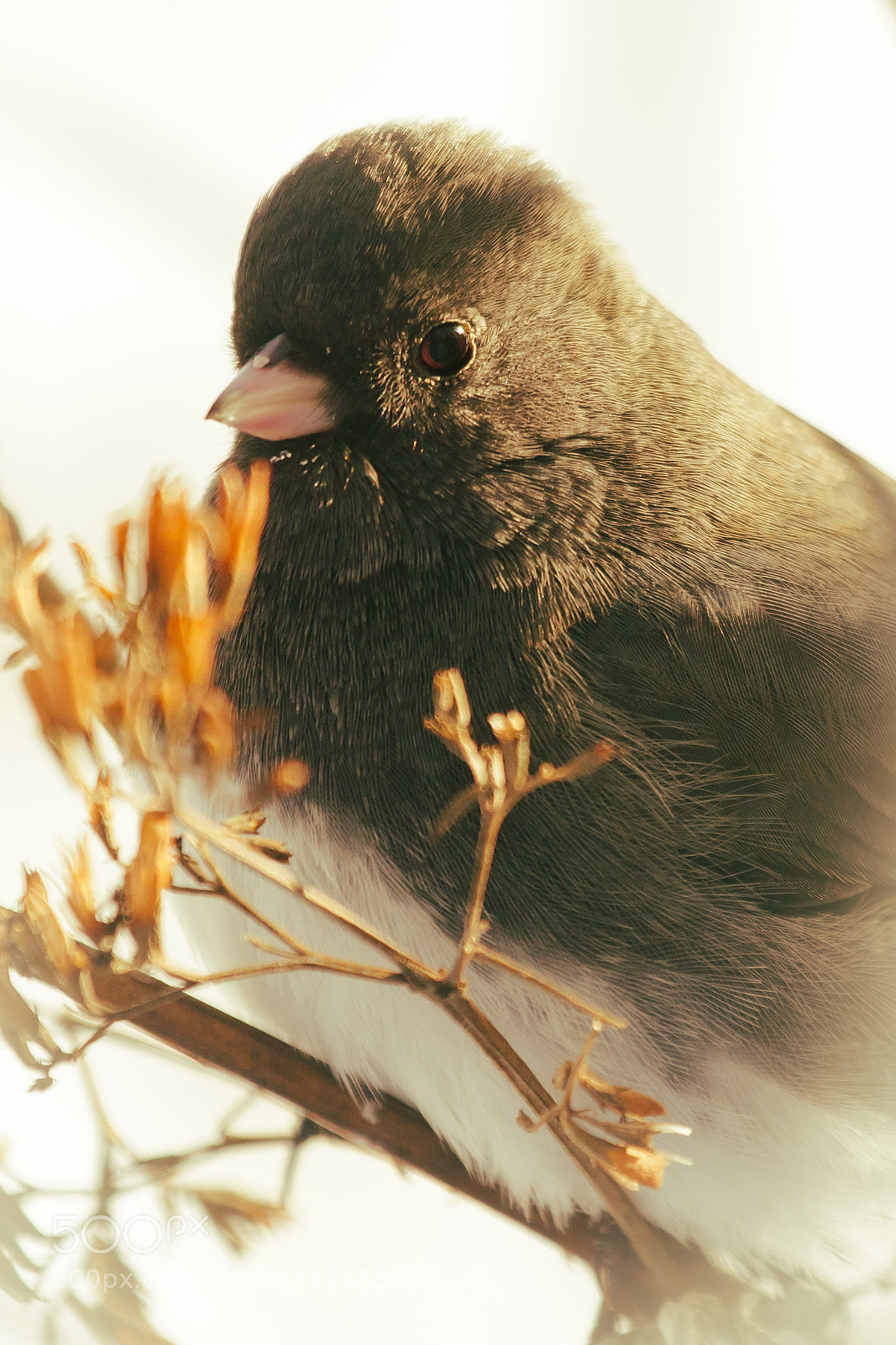 Canon EOS 7D Mark II sample photo. Junco in the winter photography