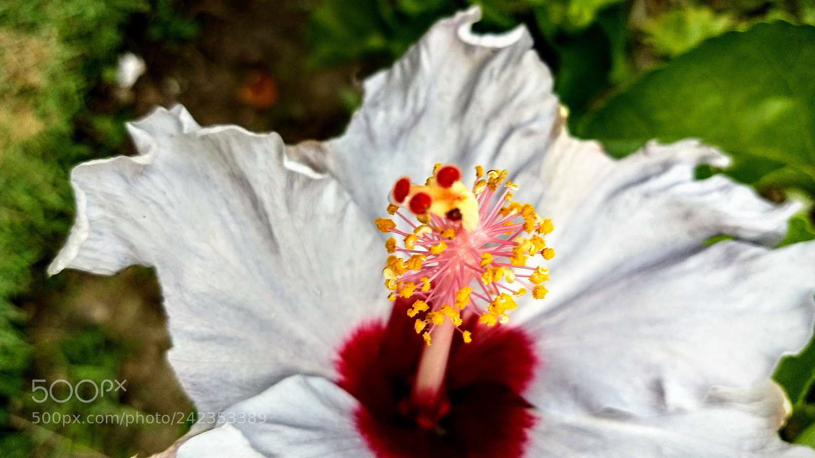 Motorola Moto Z (2) Play sample photo. Flowers photography