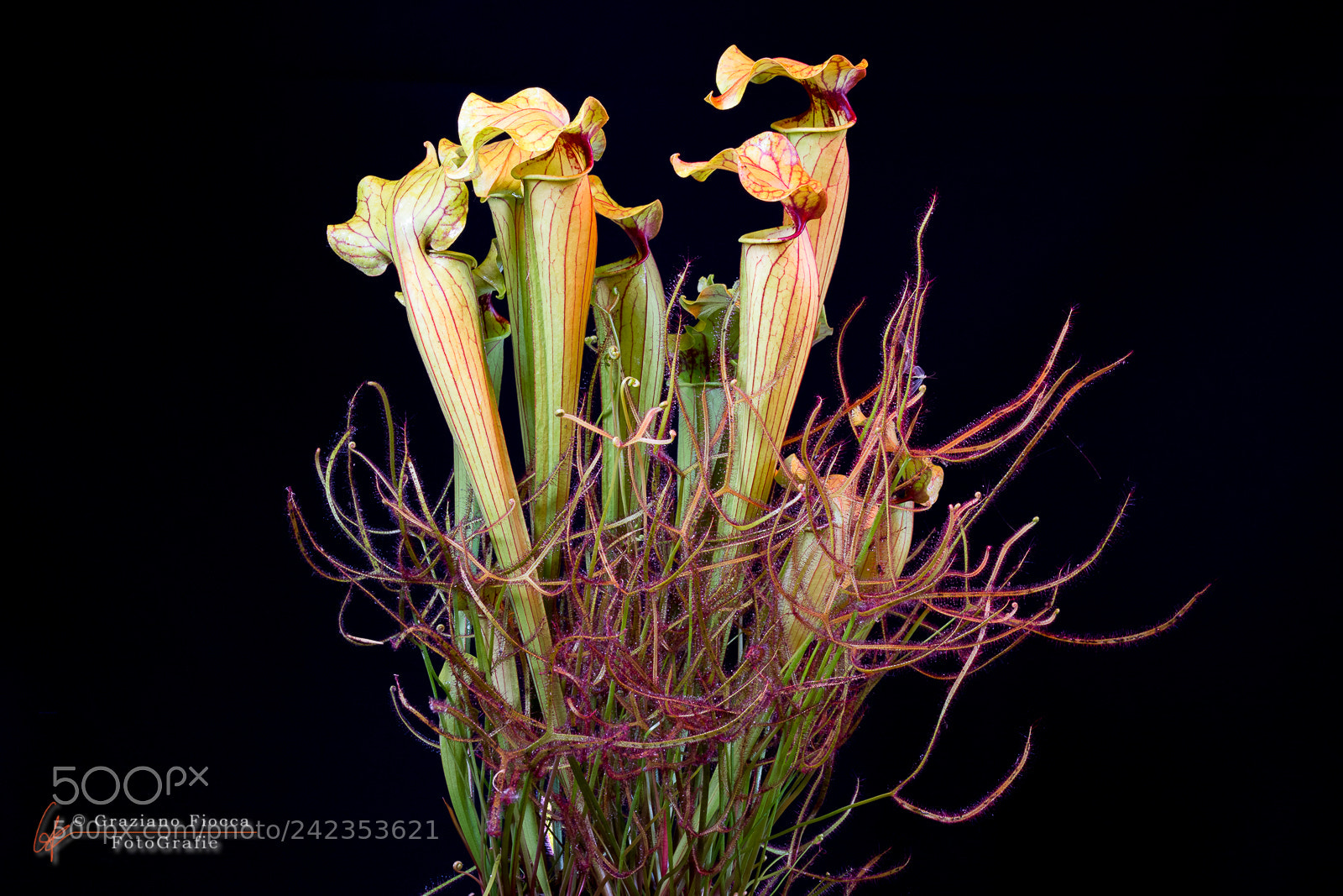 Nikon D7200 sample photo. Sarracenia e drosera photography