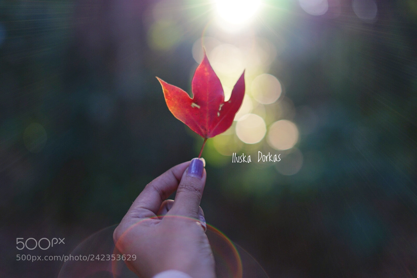 Sony a7 II sample photo. Untitled photography