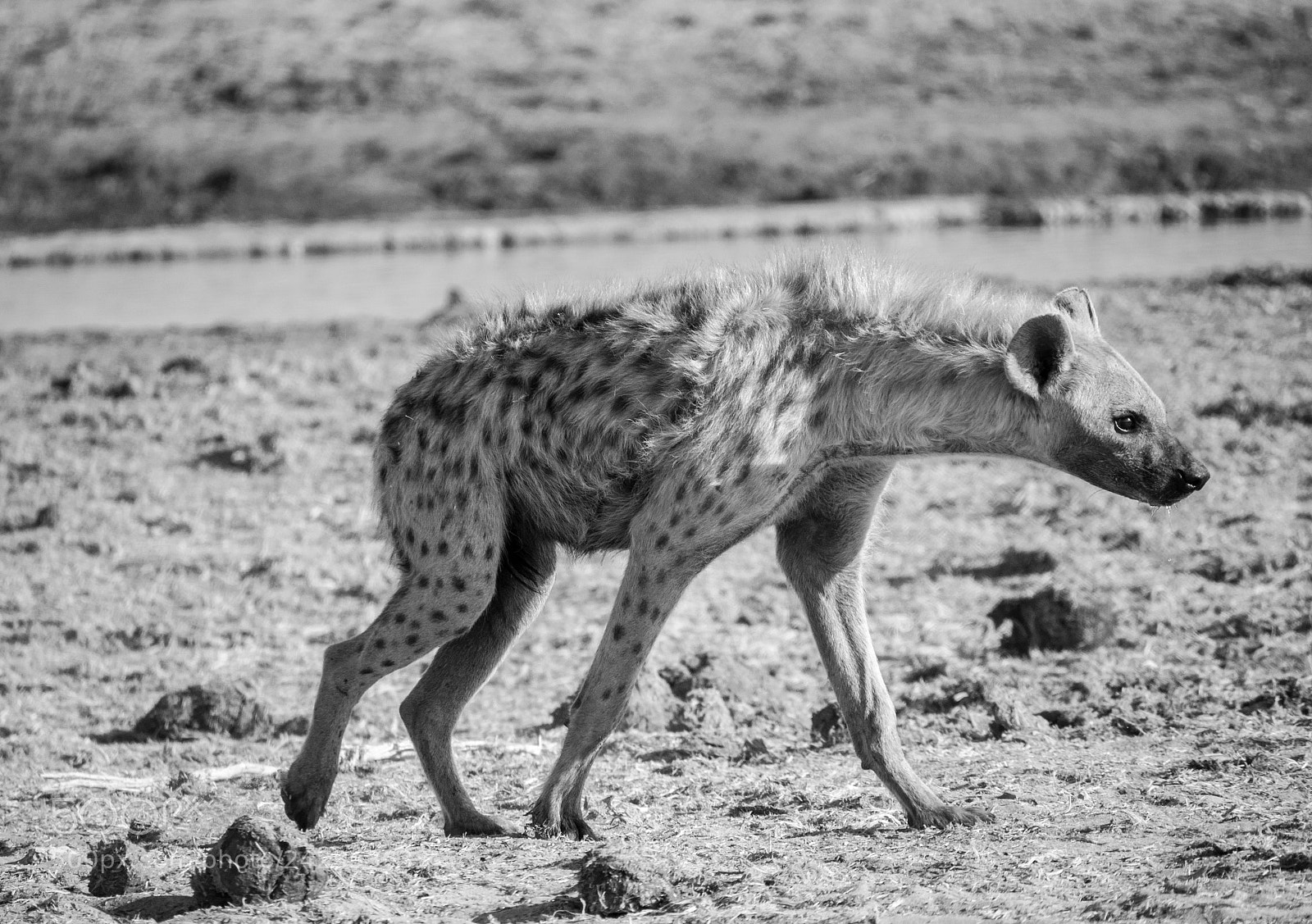 Panasonic DMC-G70 sample photo. Hyena photography