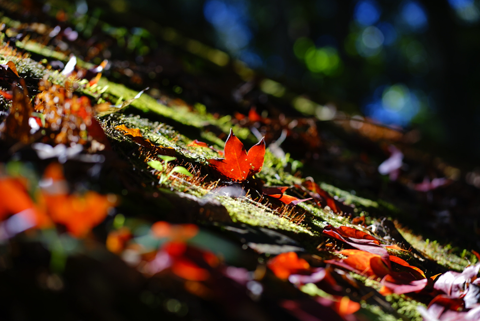 Sony a7 II + ZEISS Batis 85mm F1.8 sample photo