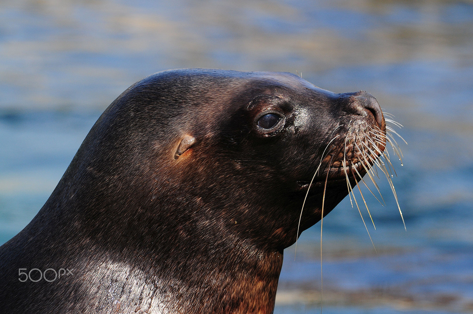 Nikon D300 sample photo. .. have a break in the sunshine photography