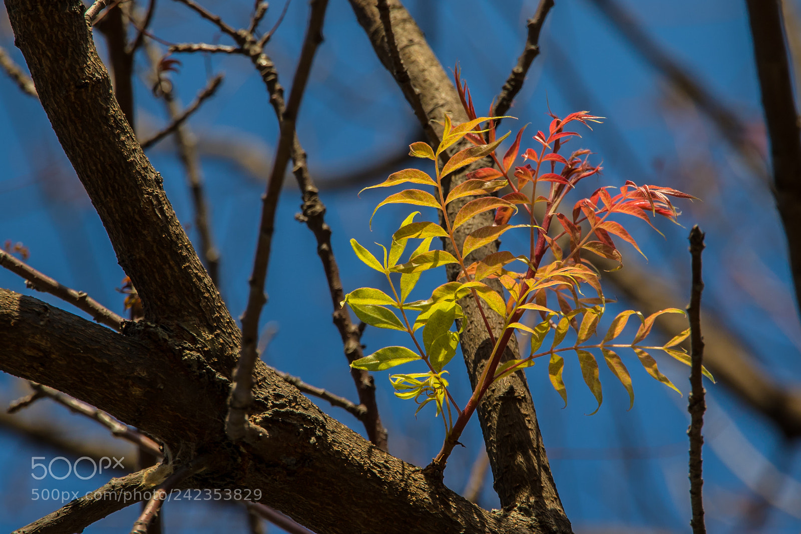 Canon EOS 7D Mark II sample photo. Color tender leaf photography