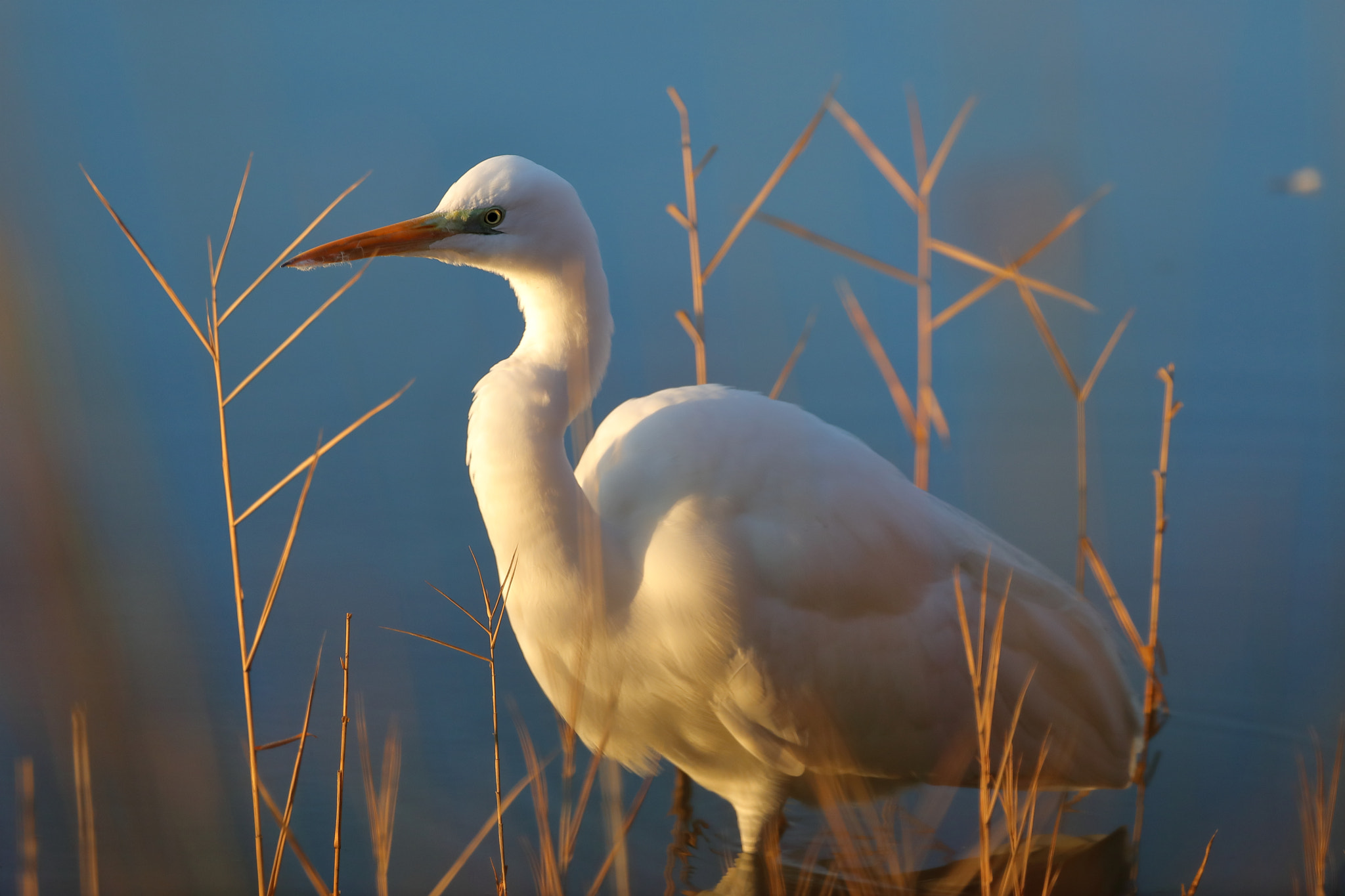 Canon EOS 5D Mark IV + Canon EF 500mm F4L IS USM sample photo. White heron at dawn photography