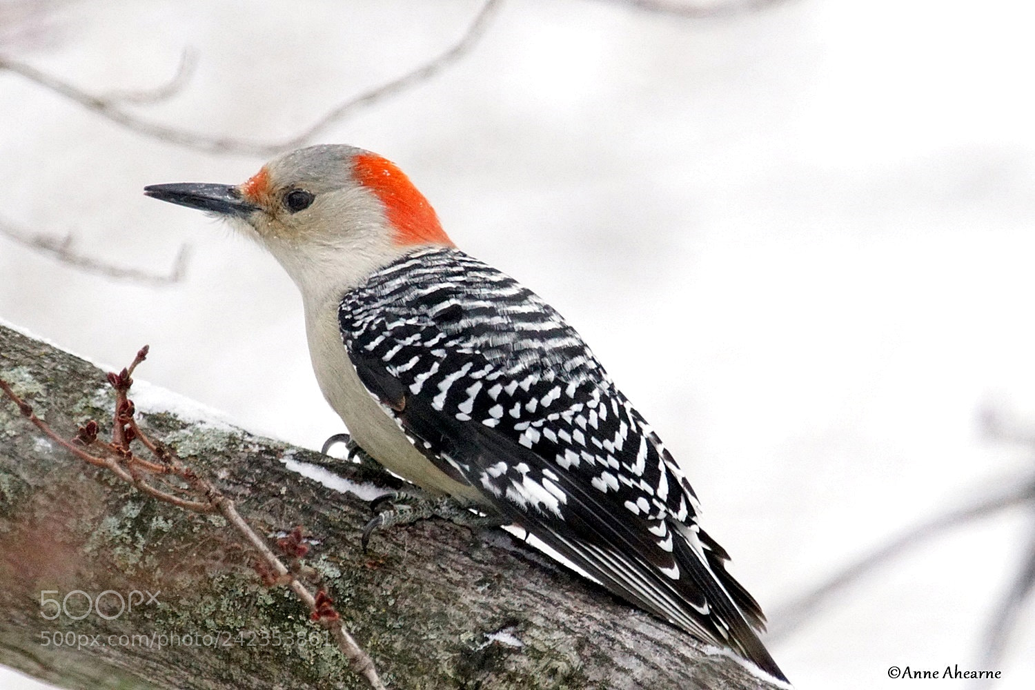 Sony ILCA-77M2 sample photo. Red-bellied woodpecker (female) photography