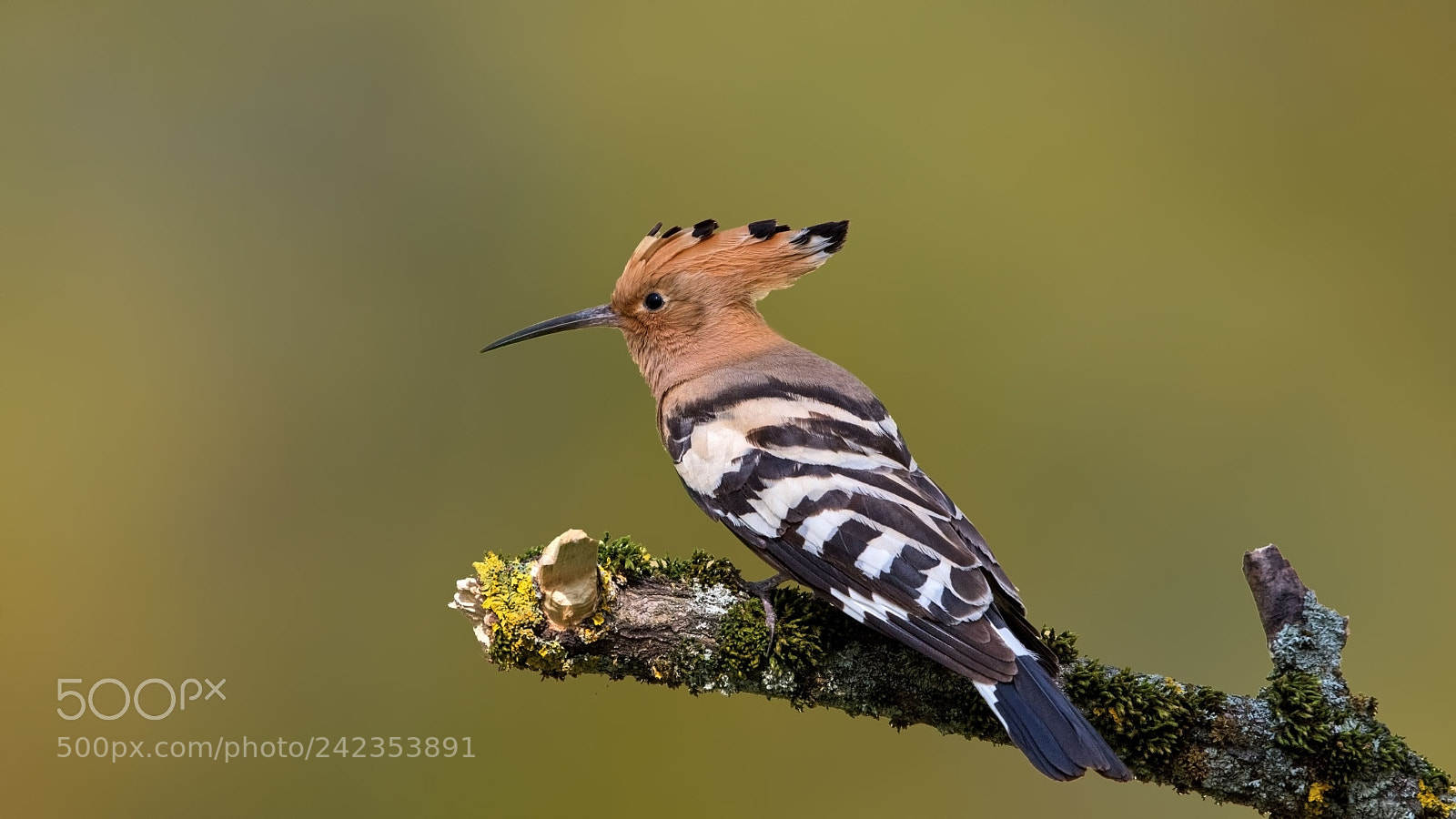 Nikon D500 sample photo. Hoopoe photography