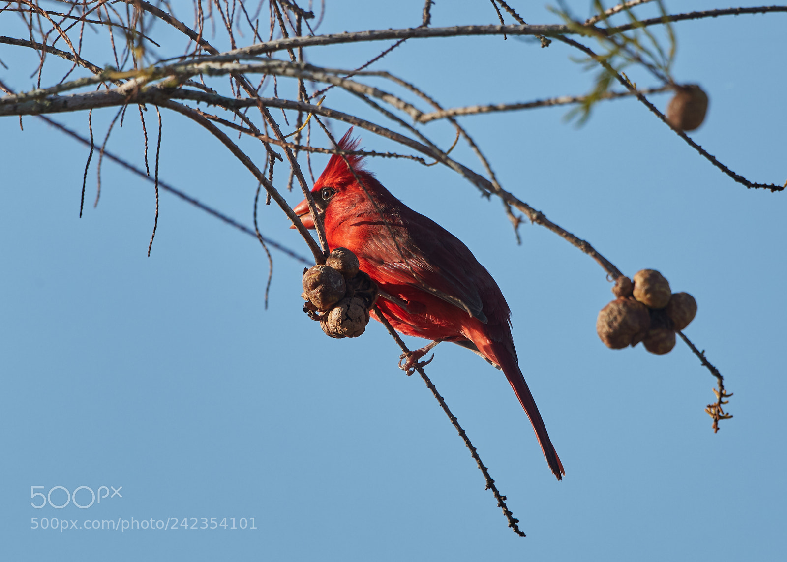 Canon EOS-1D X Mark II sample photo. 01-13-18-9199.jpg photography