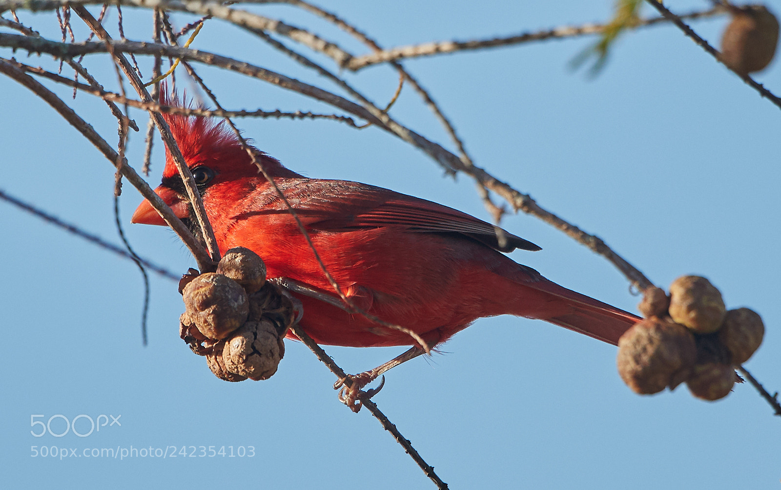 Canon EOS-1D X Mark II sample photo. 01-13-18-9228.jpg photography