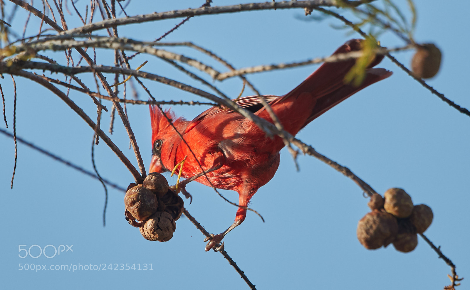 Canon EOS-1D X Mark II sample photo. 01-13-18-9235.jpg photography