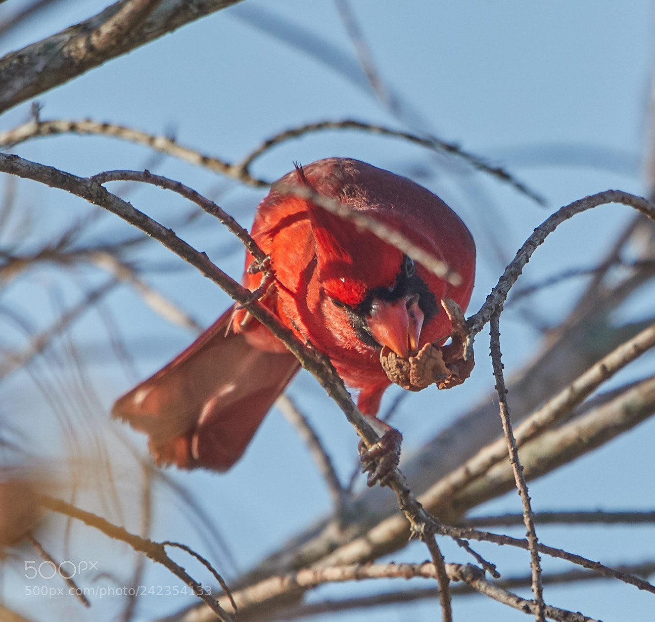 Canon EOS-1D X Mark II sample photo. 01-13-18-9242.jpg photography