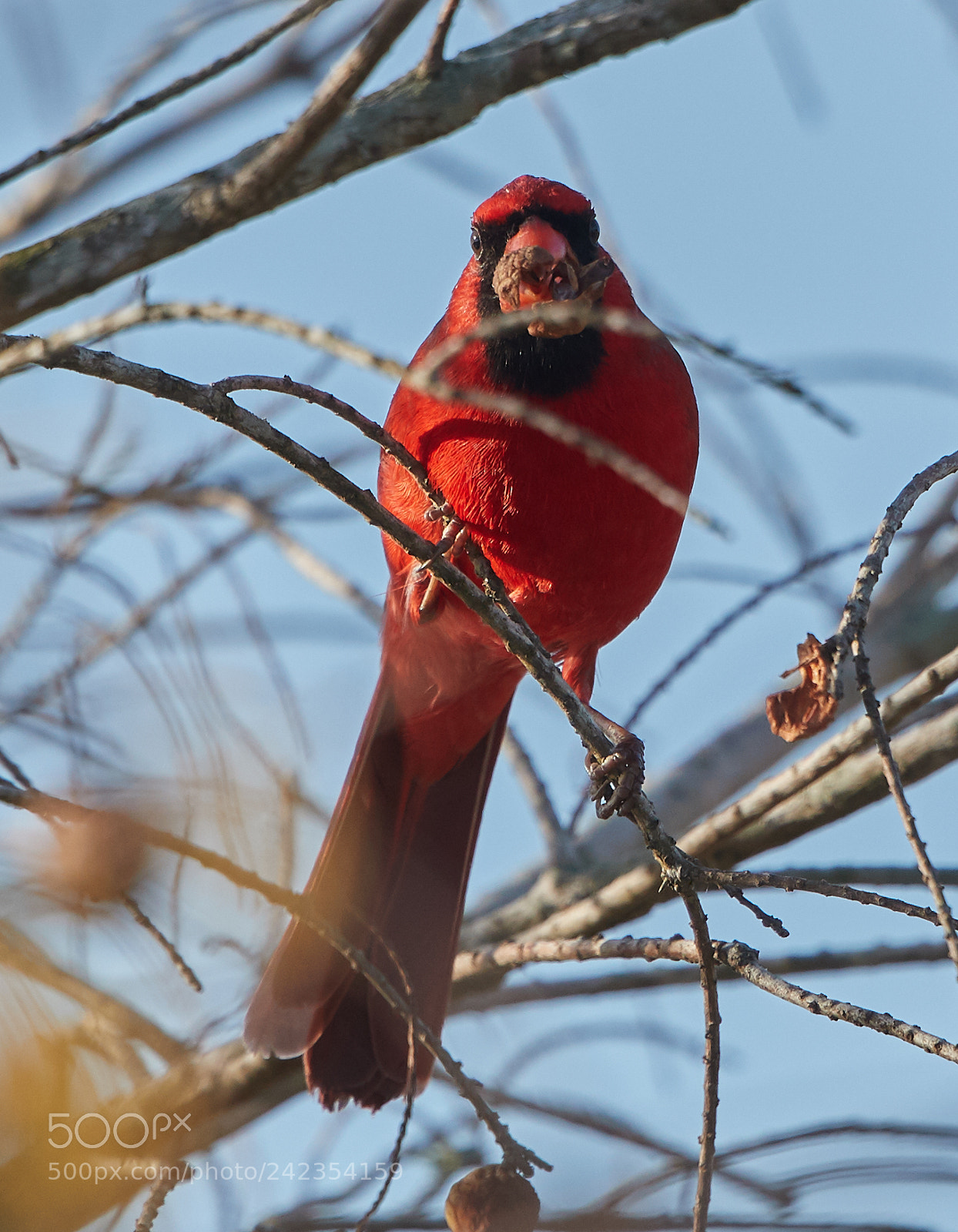 Canon EOS-1D X Mark II sample photo. 01-13-18-9241.jpg photography