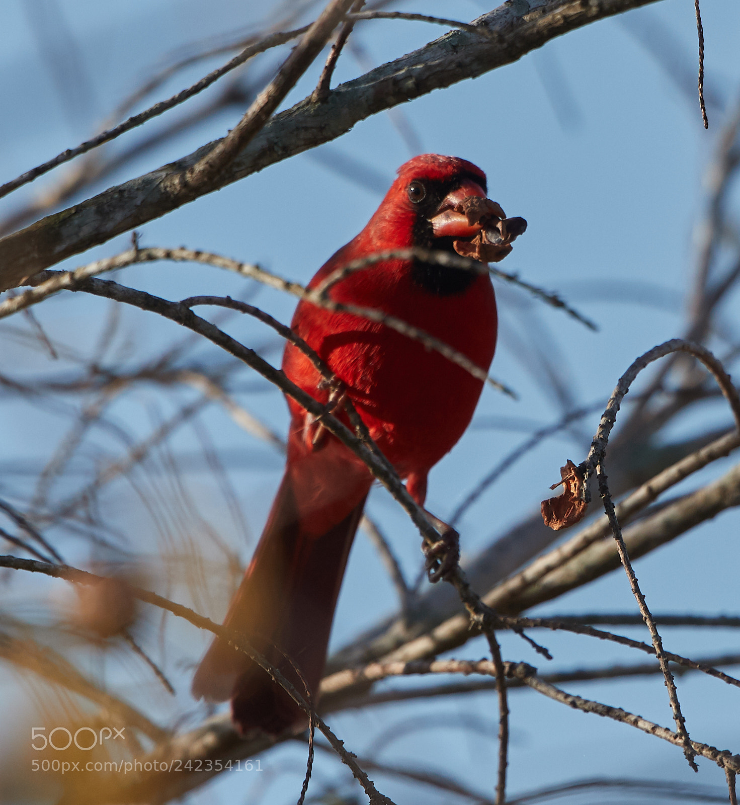 Canon EOS-1D X Mark II sample photo. 01-13-18-9239.jpg photography