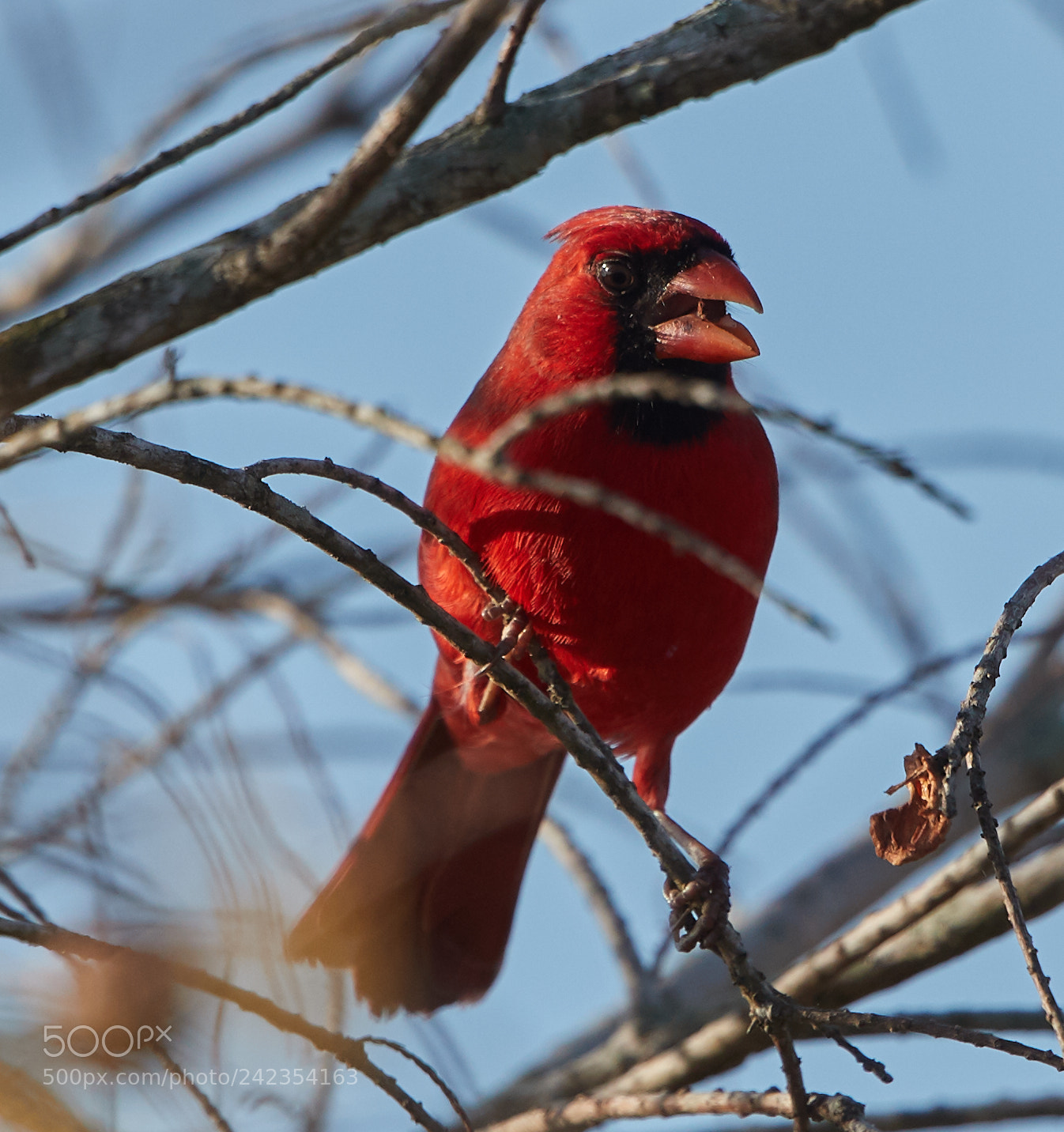 Canon EOS-1D X Mark II sample photo. 01-13-18-9238.jpg photography