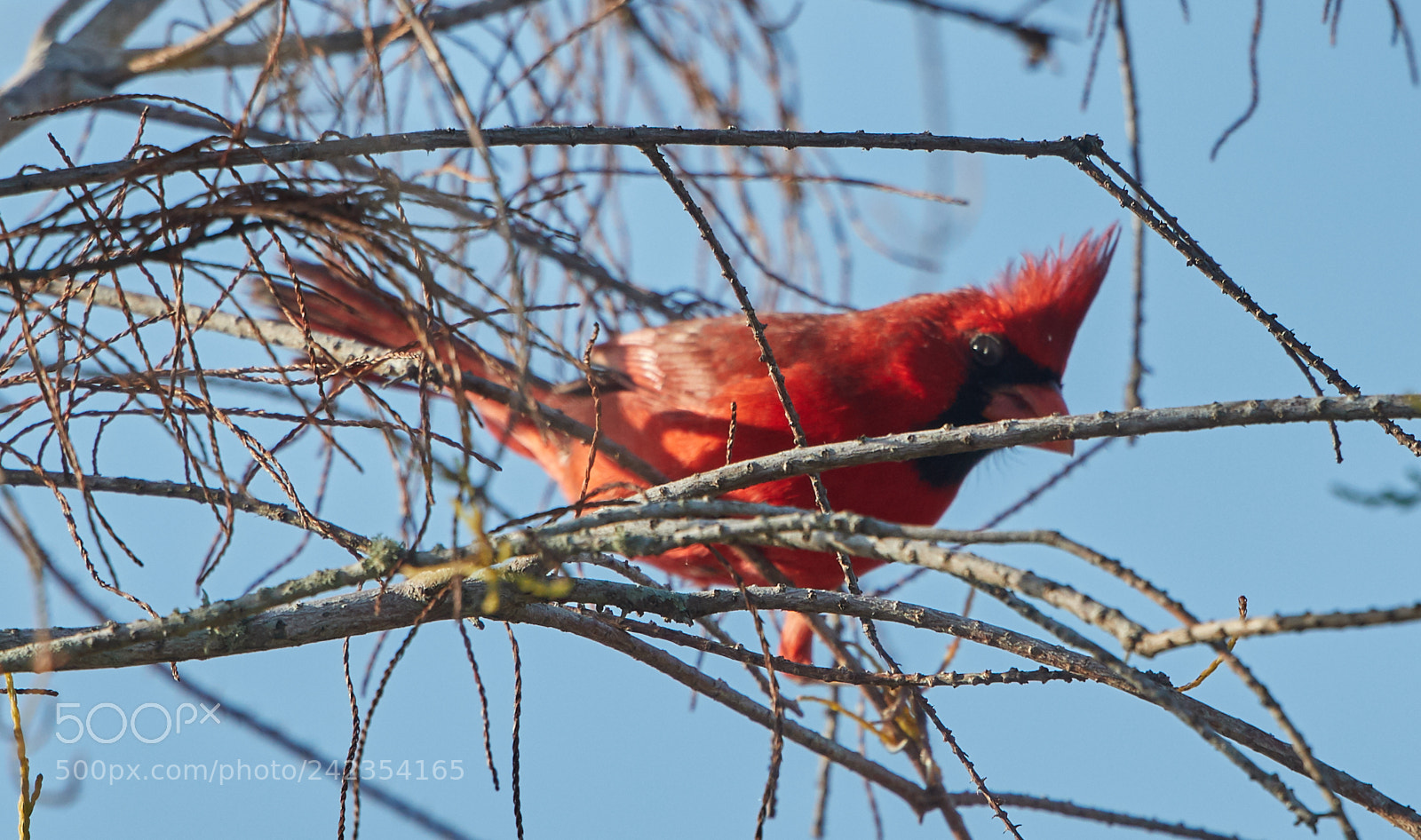Canon EOS-1D X Mark II sample photo. 01-13-18-9236.jpg photography