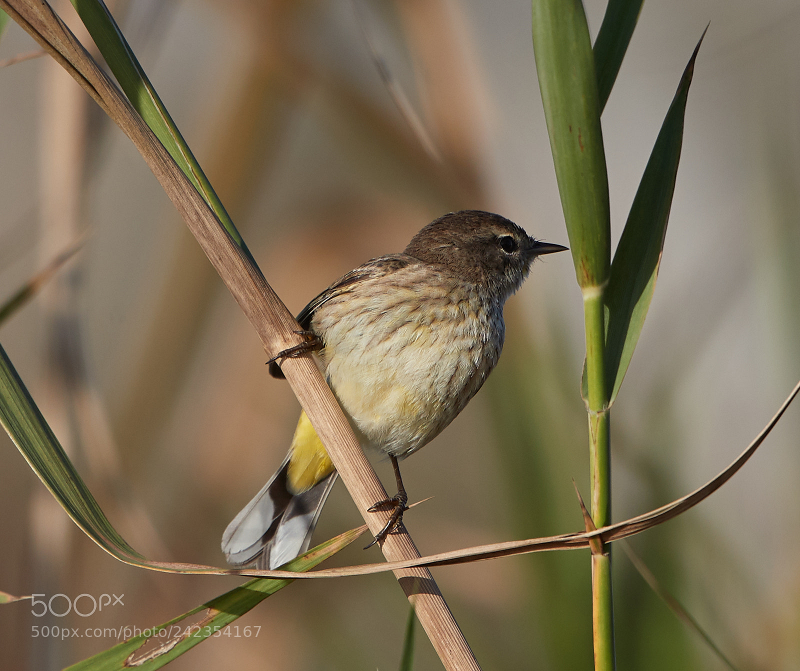 Canon EOS-1D X Mark II sample photo. 01-13-18-9245.jpg photography