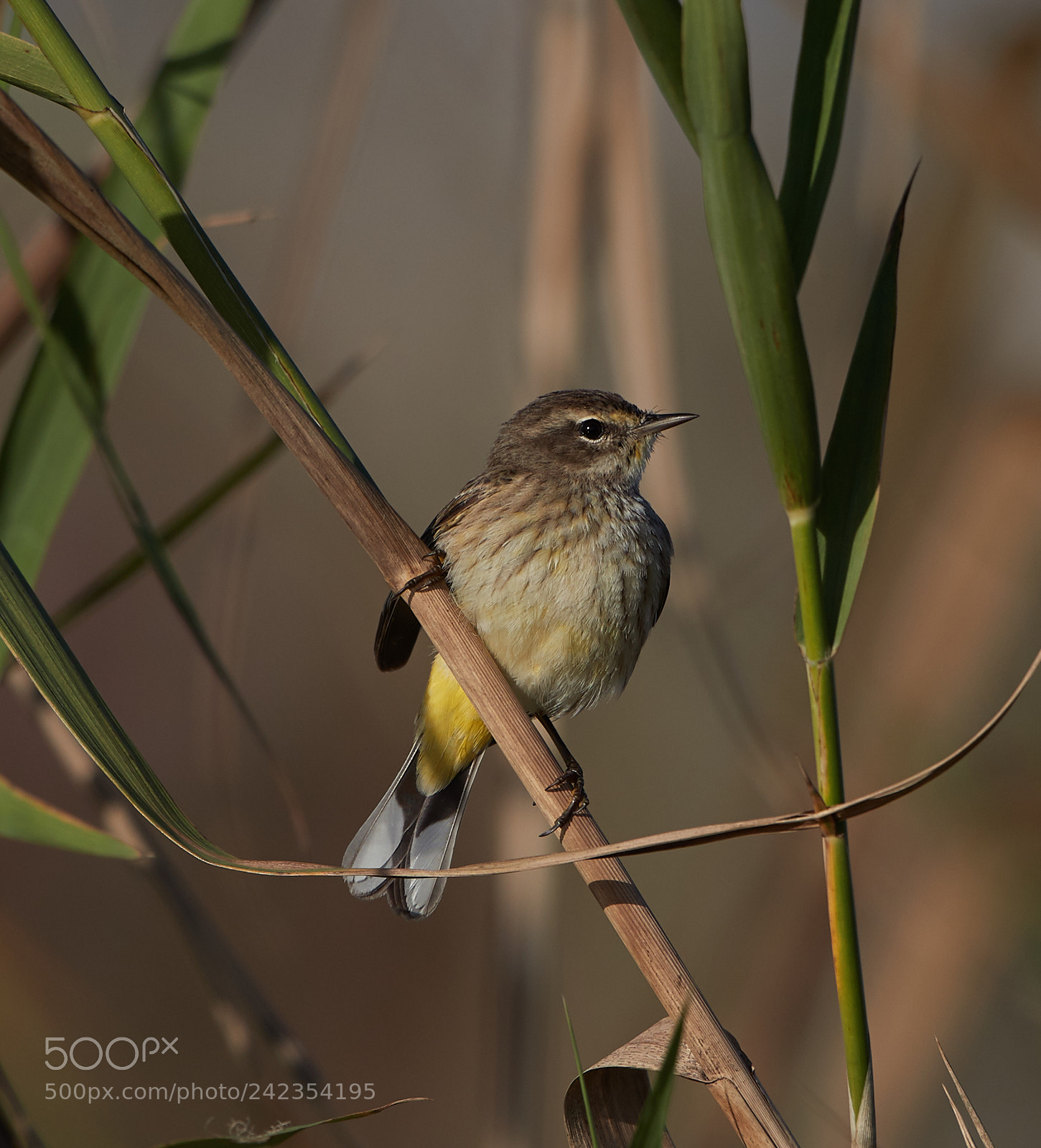 Canon EOS-1D X Mark II sample photo. 01-13-18-9244.jpg photography