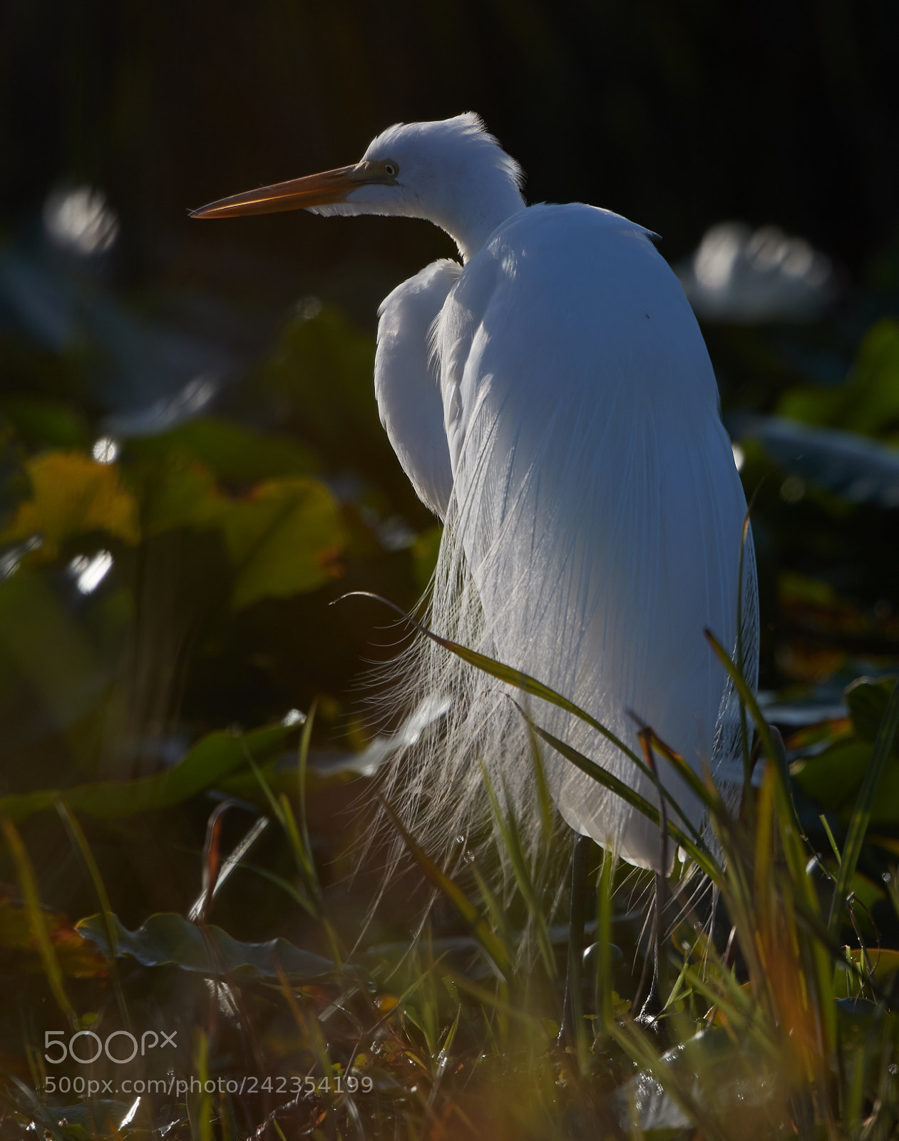 Canon EOS-1D X Mark II sample photo. 01-13-18-9249.jpg photography