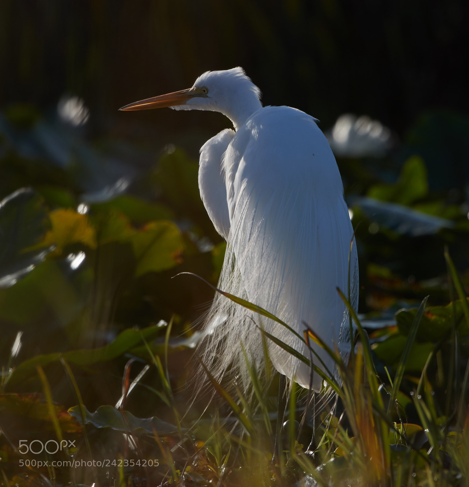 Canon EOS-1D X Mark II sample photo. 01-13-18-9248.jpg photography