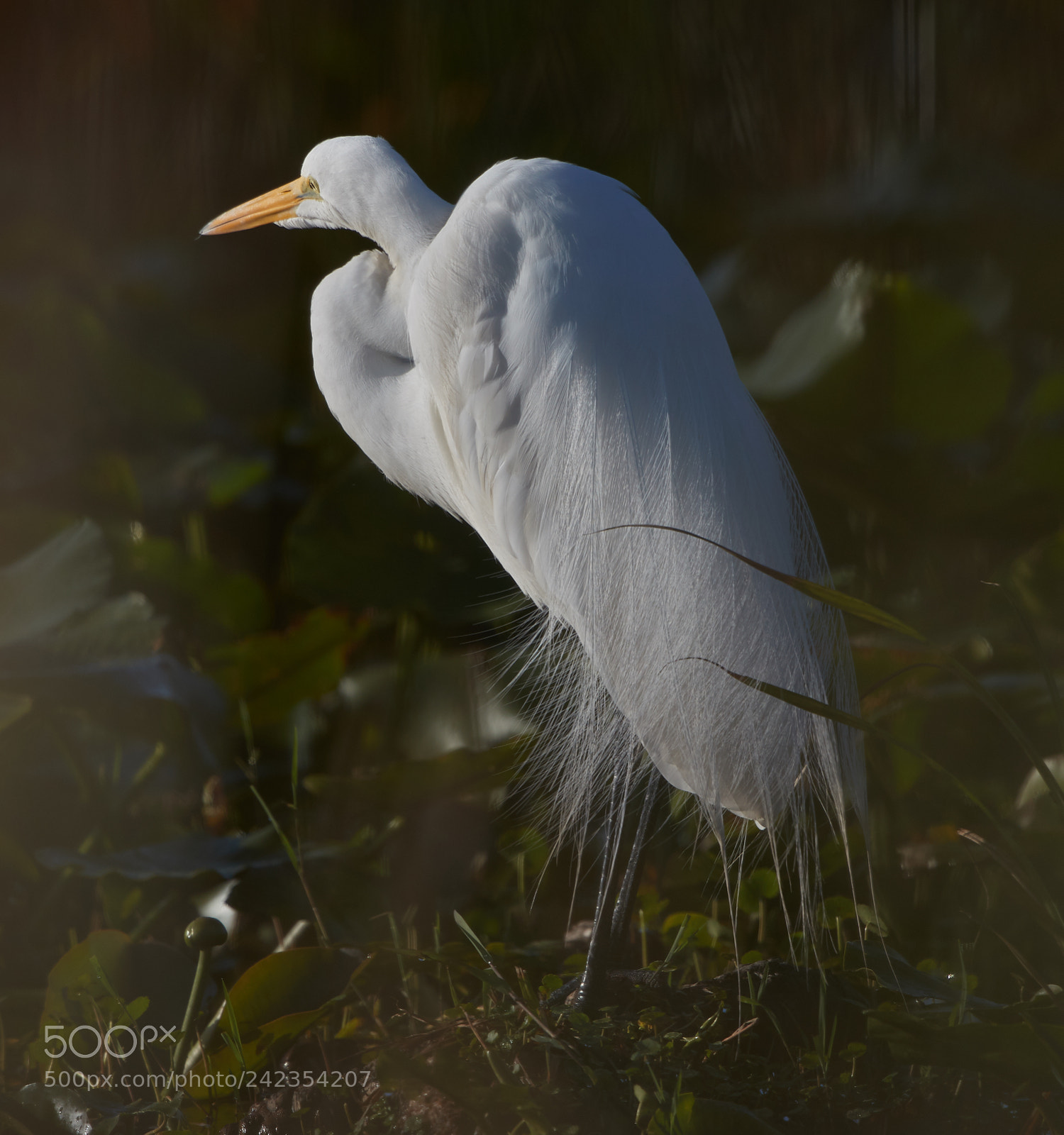 Canon EOS-1D X Mark II sample photo. 01-13-18-9246.jpg photography