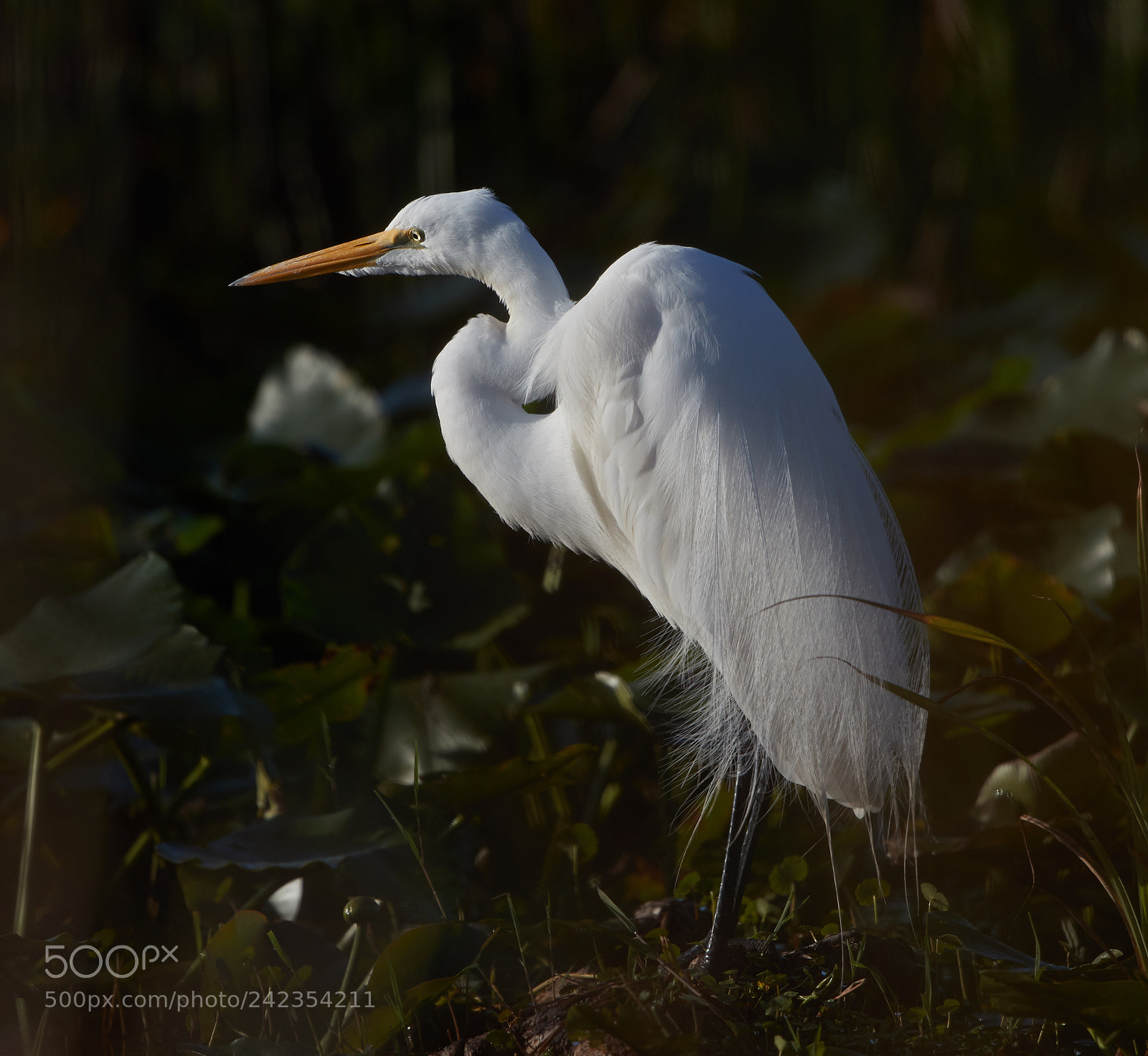 Canon EOS-1D X Mark II sample photo. 01-13-18-9255.jpg photography