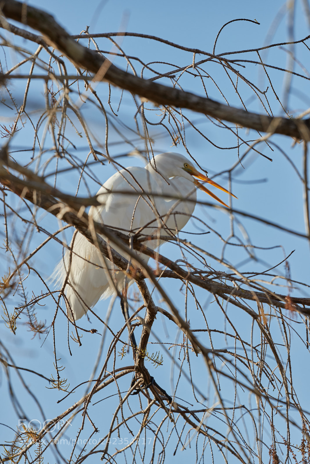 Canon EOS-1D X Mark II sample photo. 01-13-18-9296.jpg photography