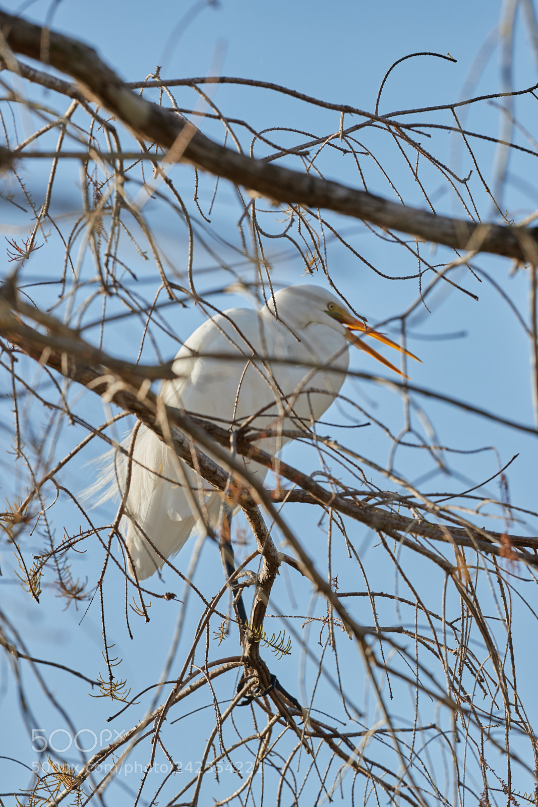 Canon EOS-1D X Mark II sample photo. 01-13-18-9297.jpg photography