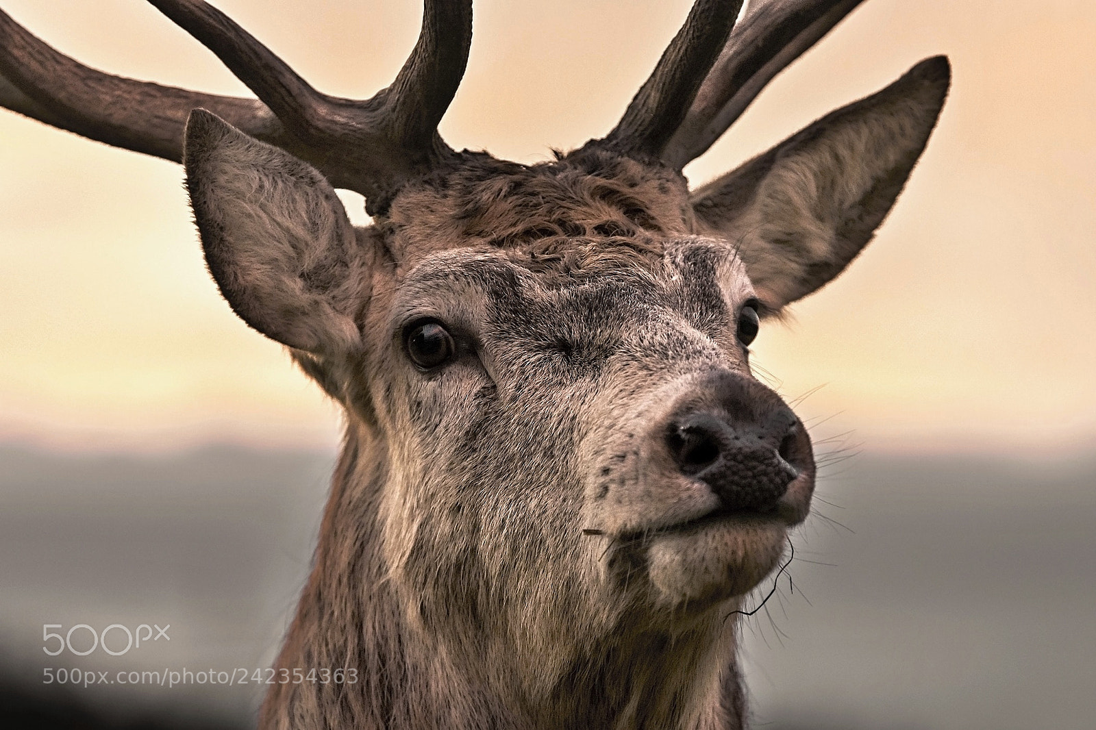 Nikon D7200 sample photo. Deer photography