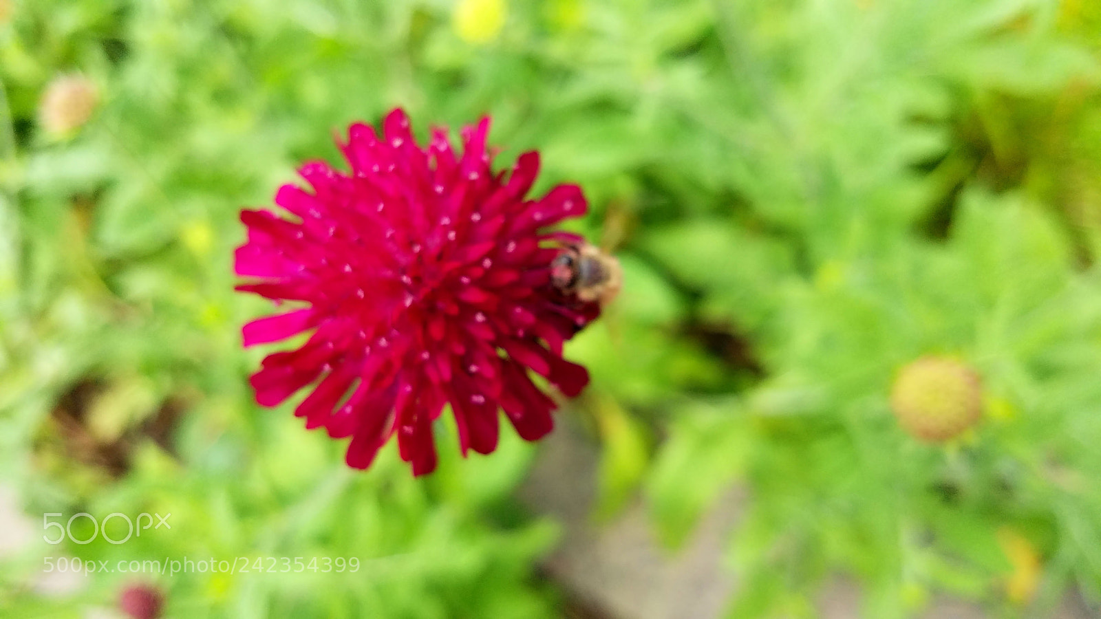 Samsung Galaxy S7 Edge sample photo. Flower and a bee photography