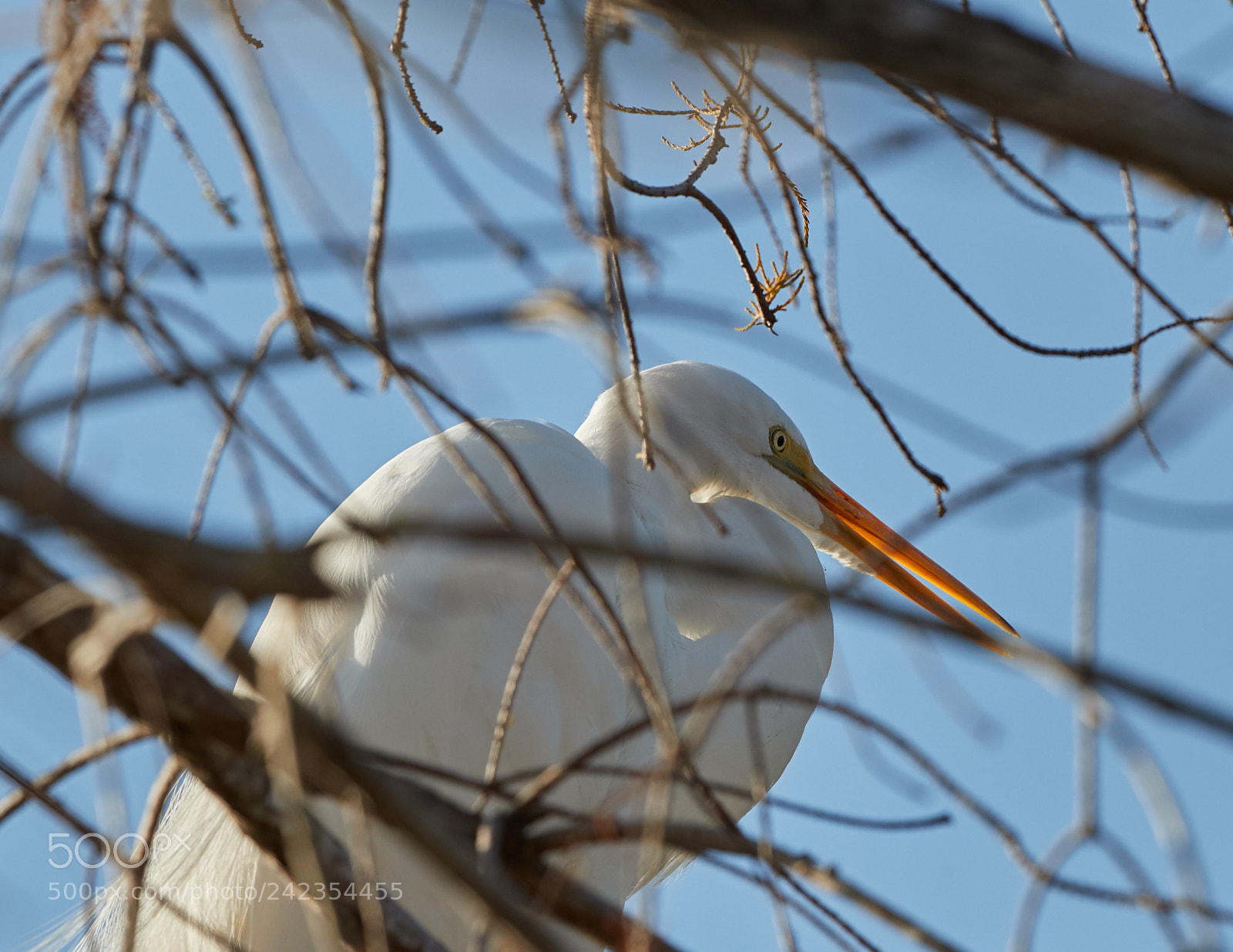Canon EOS-1D X Mark II sample photo. 01-13-18-9301.jpg photography