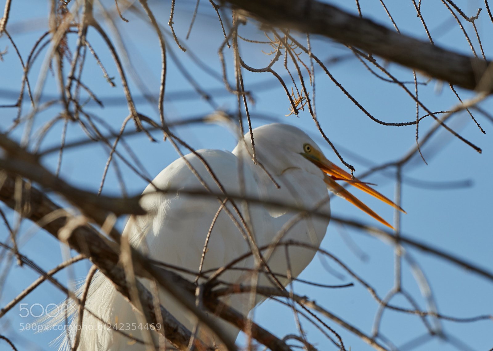 Canon EOS-1D X Mark II sample photo. 01-13-18-9300.jpg photography