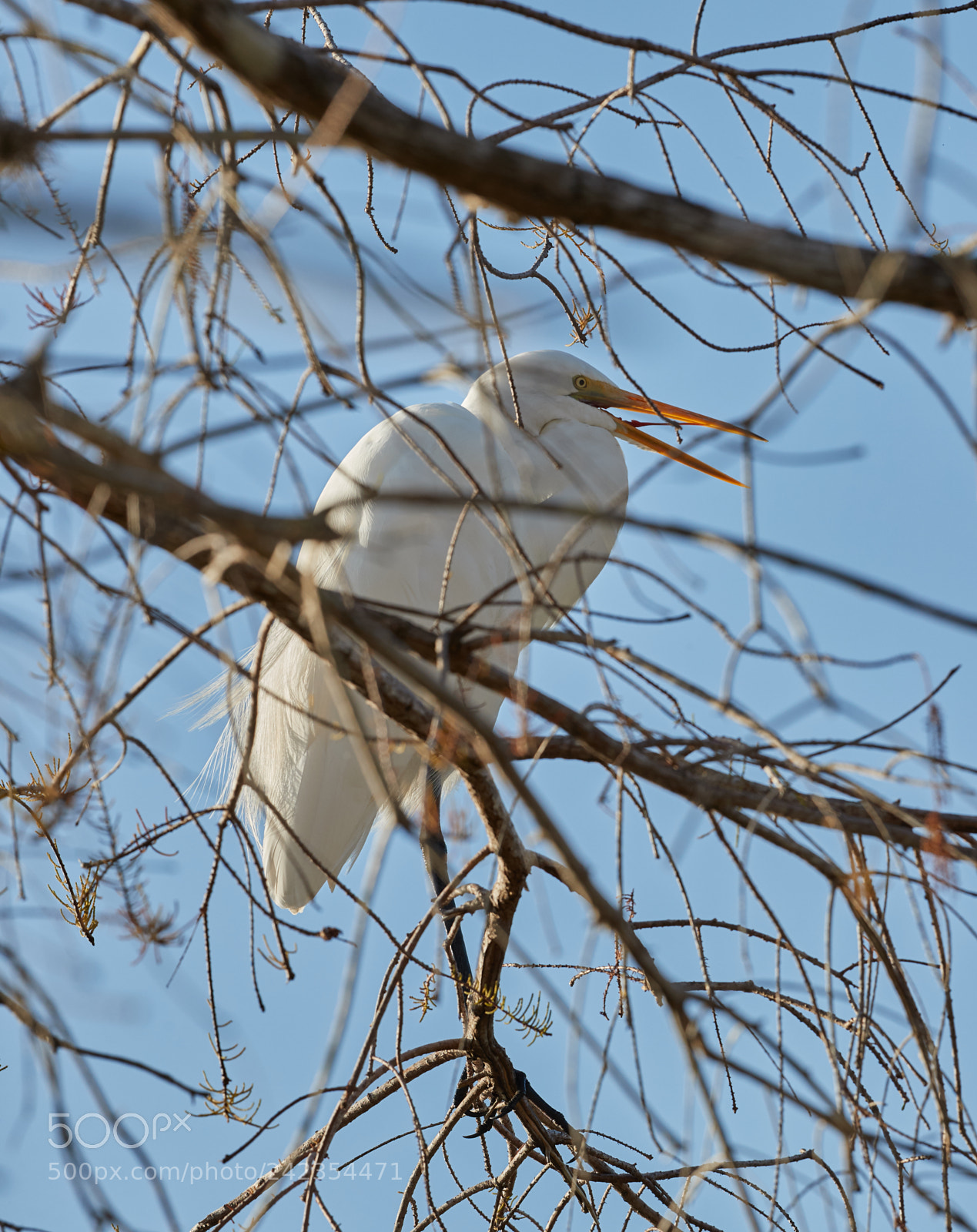 Canon EOS-1D X Mark II sample photo. 01-13-18-9303.jpg photography