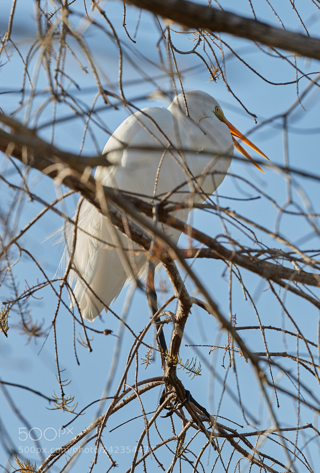 Canon EOS-1D X Mark II sample photo. 01-13-18-9302.jpg photography