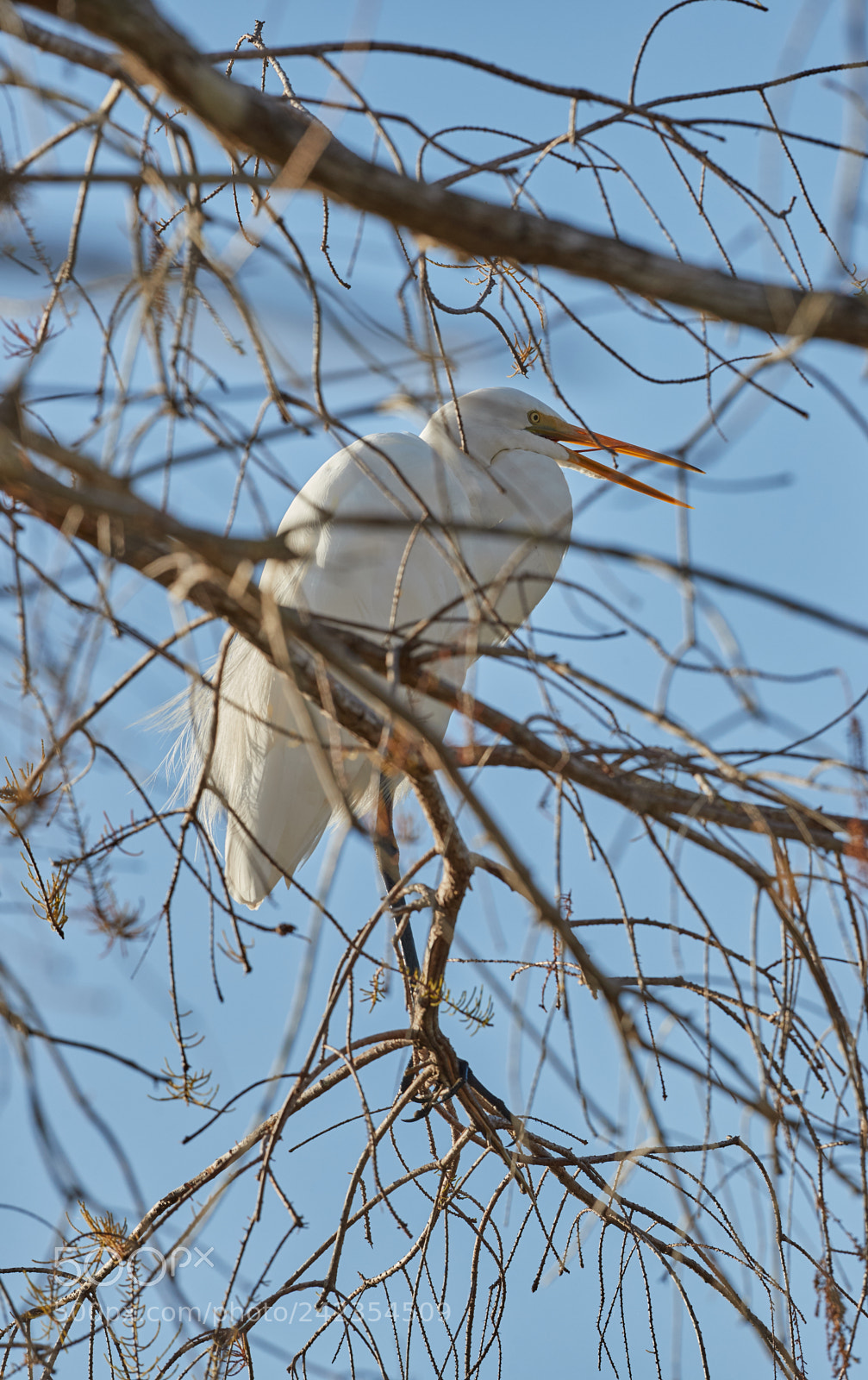 Canon EOS-1D X Mark II sample photo. 01-13-18-9304.jpg photography