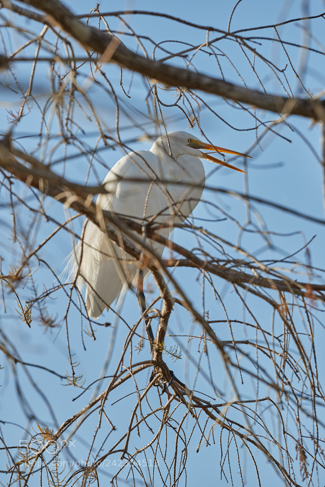 Canon EOS-1D X Mark II sample photo. 01-13-18-9305.jpg photography