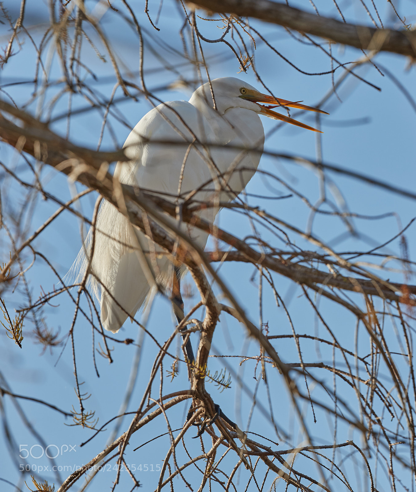Canon EOS-1D X Mark II sample photo. 01-13-18-9306.jpg photography
