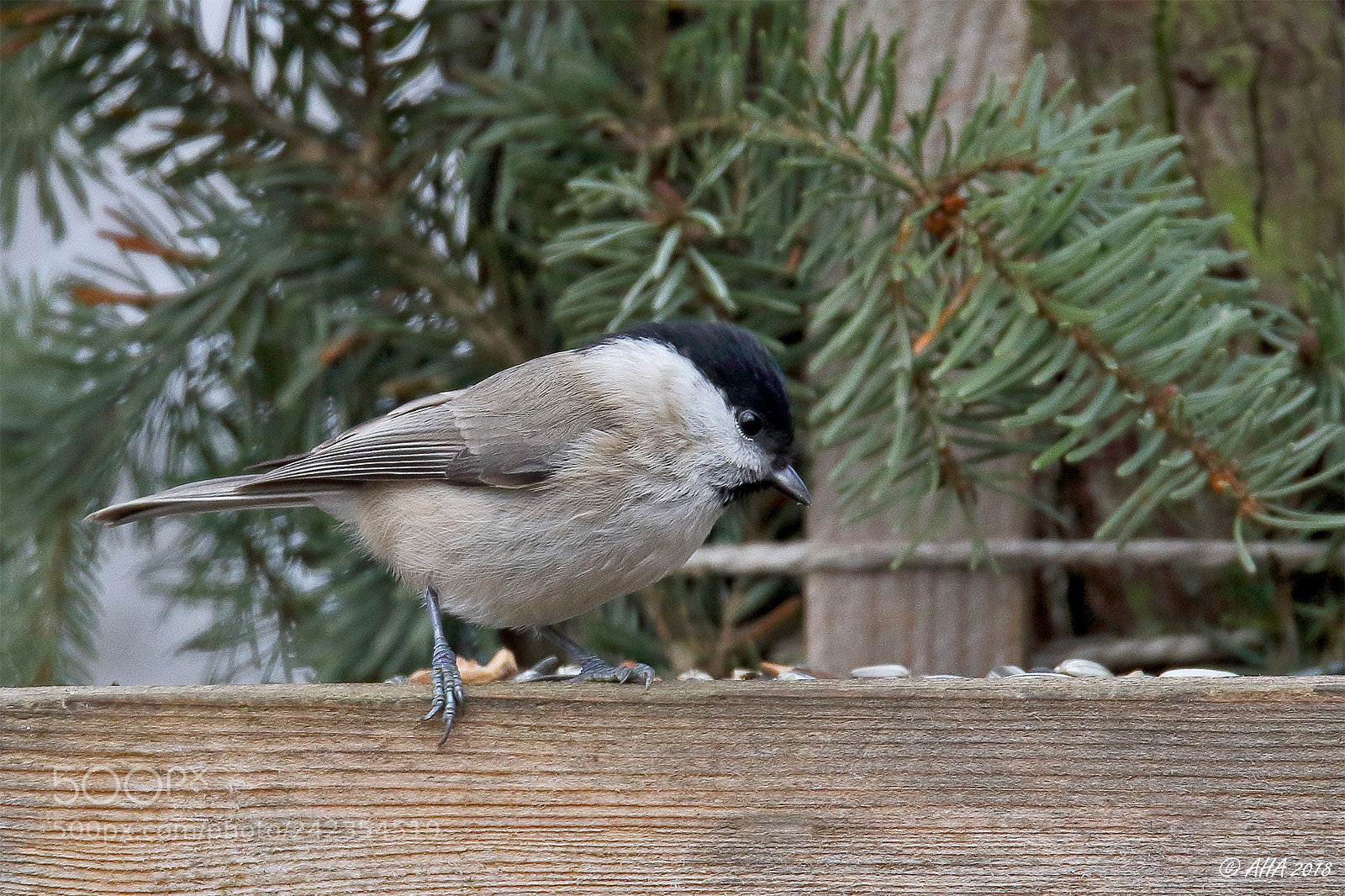 Canon EOS 7D Mark II sample photo. Marsh tit (poecile palustris) photography