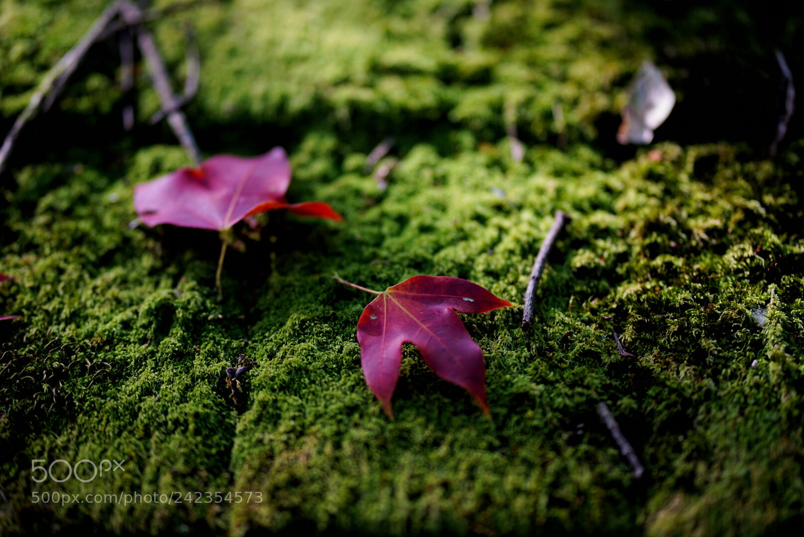 Sony a7 II sample photo. Untitled photography