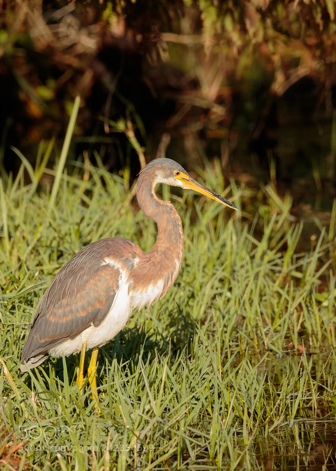 Canon EOS 7D Mark II sample photo. Tricolored heron photography