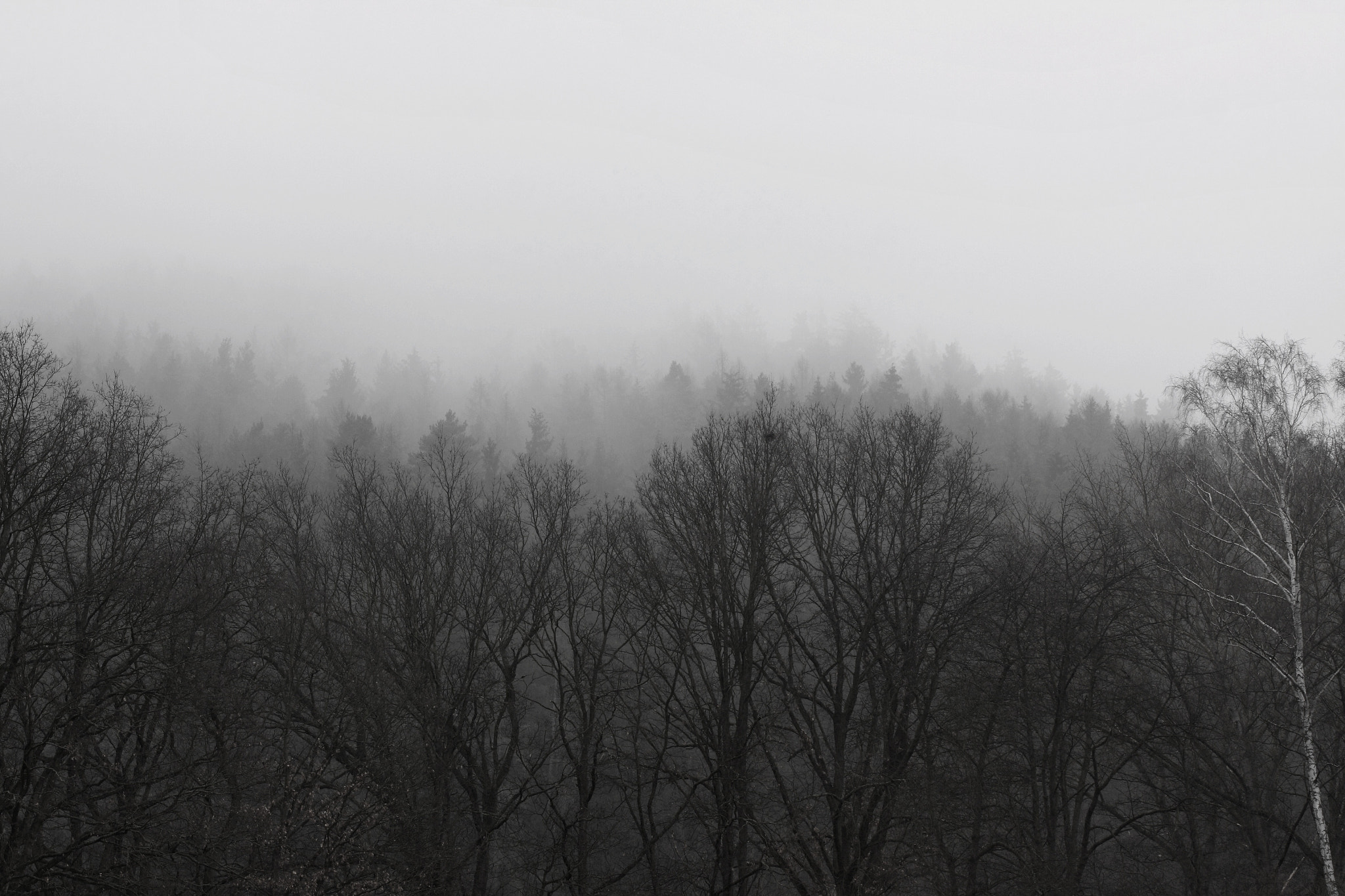 Canon EOS 50D sample photo. The forest and mist photography