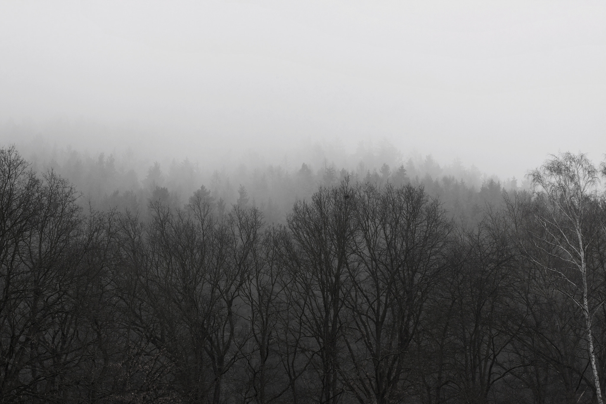 Canon EF 100mm F2.8 Macro USM sample photo. The forest and mist photography
