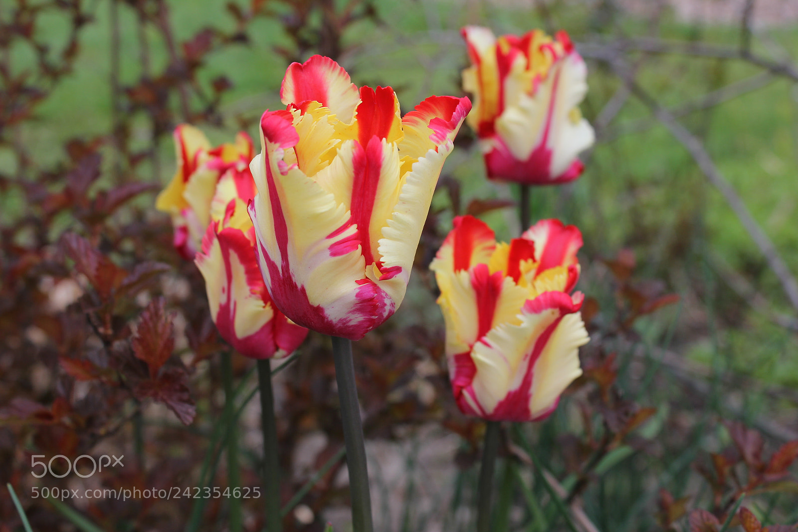 Canon EF-S 18-55mm F3.5-5.6 IS sample photo. Tulips edward's gardens, toronto photography