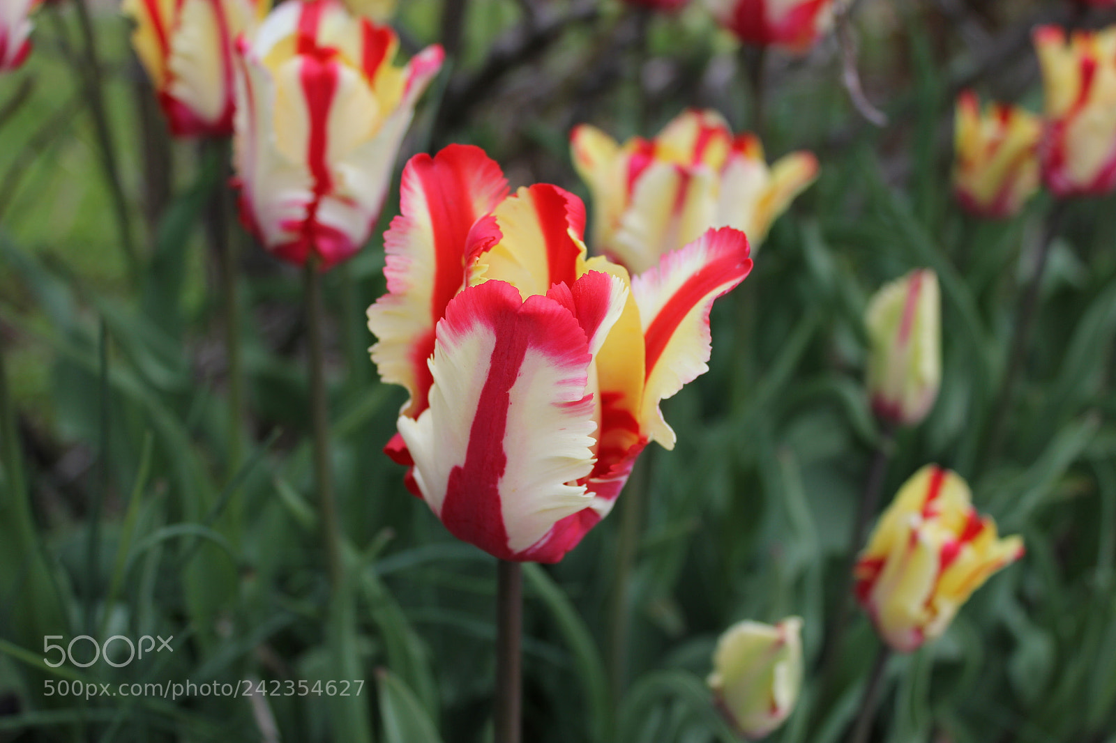 Canon EF-S 18-55mm F3.5-5.6 IS sample photo. Tulips edward's gardens, toronto photography