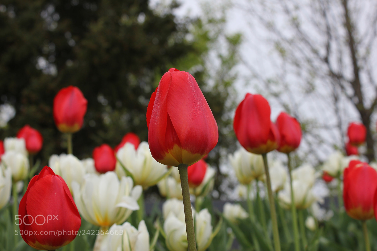 Canon EF-S 18-55mm F3.5-5.6 IS sample photo. Tulips edward's gardens, toronto photography