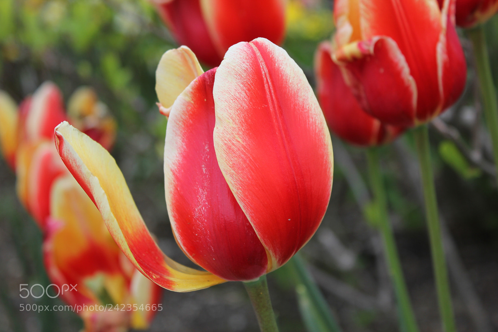 Canon EF-S 18-55mm F3.5-5.6 IS sample photo. Tulips edward's gardens, toronto photography
