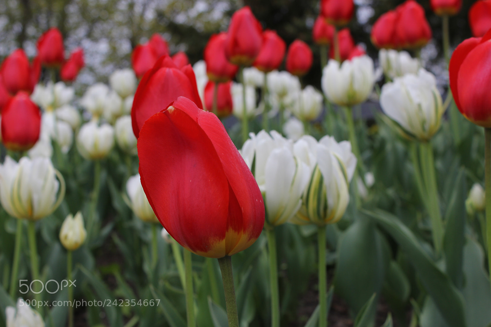 Canon EF-S 18-55mm F3.5-5.6 IS sample photo. Tulips edward's gardens, toronto photography