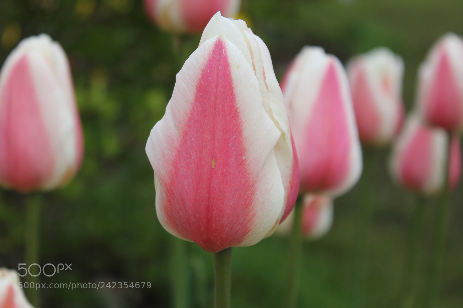 Canon EF-S 18-55mm F3.5-5.6 IS sample photo. Tulips edward's gardens, toronto photography