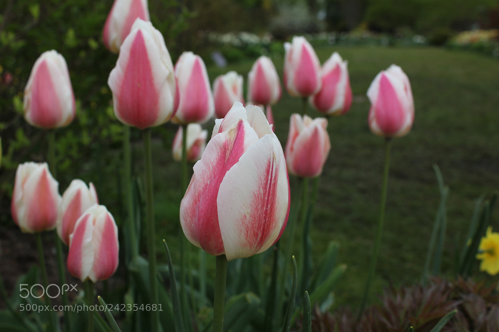 Canon EF-S 18-55mm F3.5-5.6 IS sample photo. Tulips edward's gardens, toronto photography